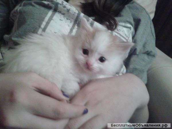 Двухмесячные крошки хотят обрести свой дом