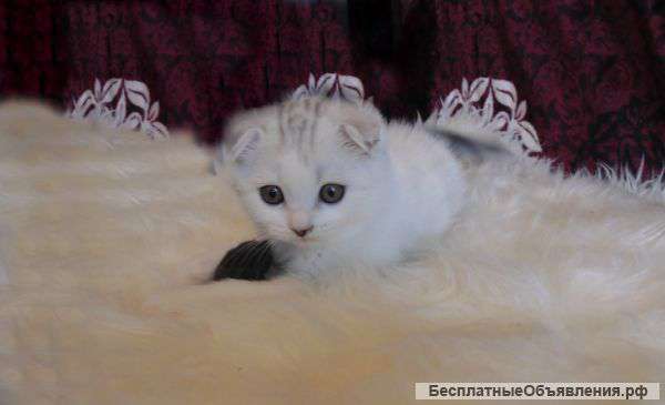 Шотландский вислоухий котенок