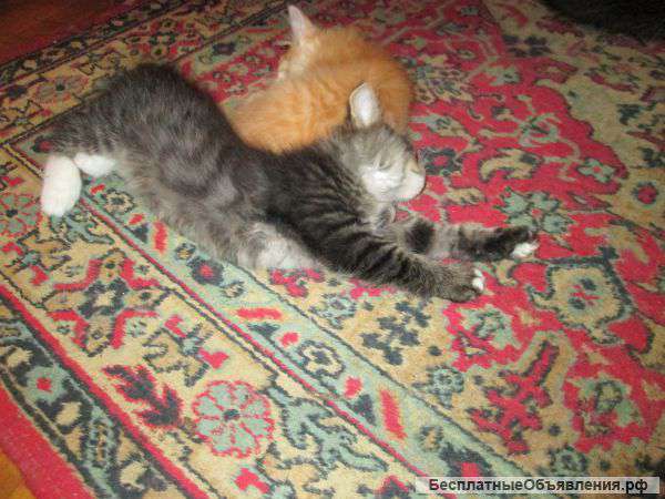 Котята рыжий и пёстрый в лучшие руки