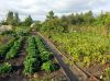 Земельный участок 6 соток в СНТ Любитель