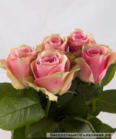 Цветы оптом. Тюльпаны к 8 Марта.