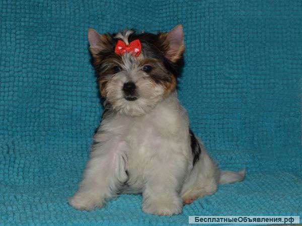 Бивер йорк щенки, вязки