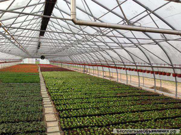 Промышленные профессиональные фермерские теплицы