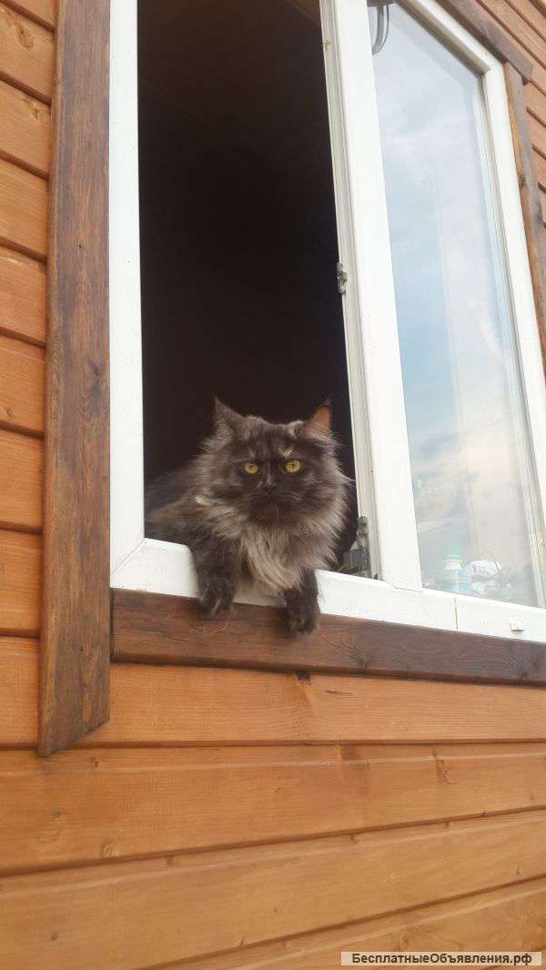 Очаровательных котят Мейн-Кун