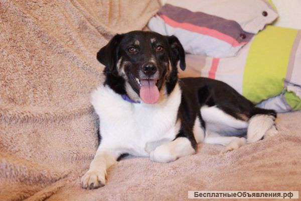 Нюша – собака для души