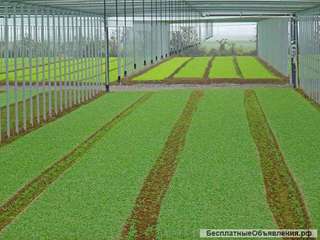 Система орошения для теплиц