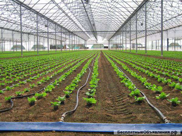 Система орошения для теплиц