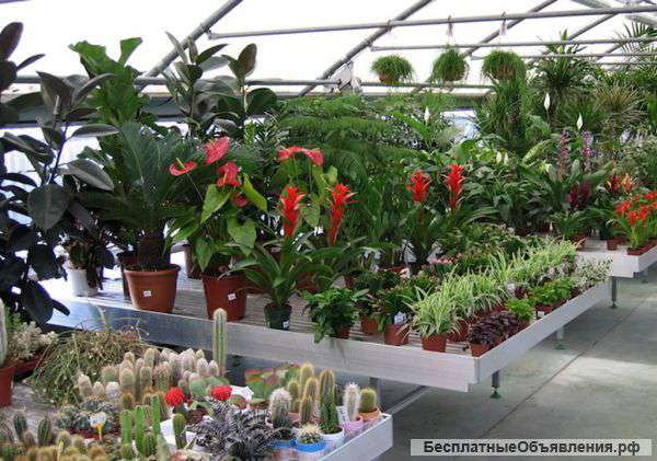 Культивационные (заливные) столы для теплиц