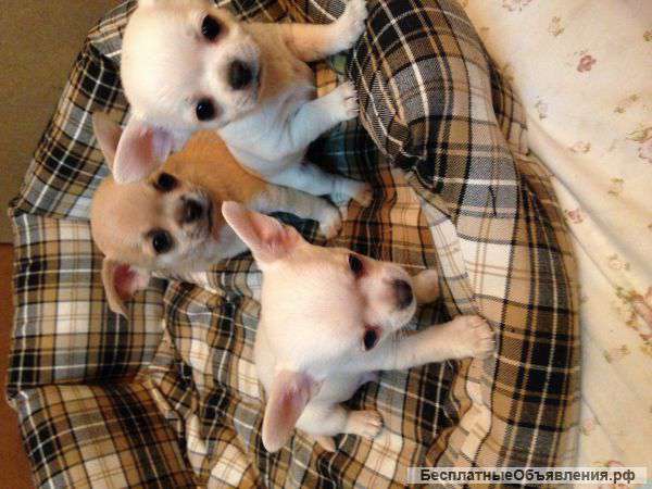 Щенки чихуахуа мальчики, от чемпионов