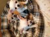 Щенки чихуахуа мальчики, от чемпионов