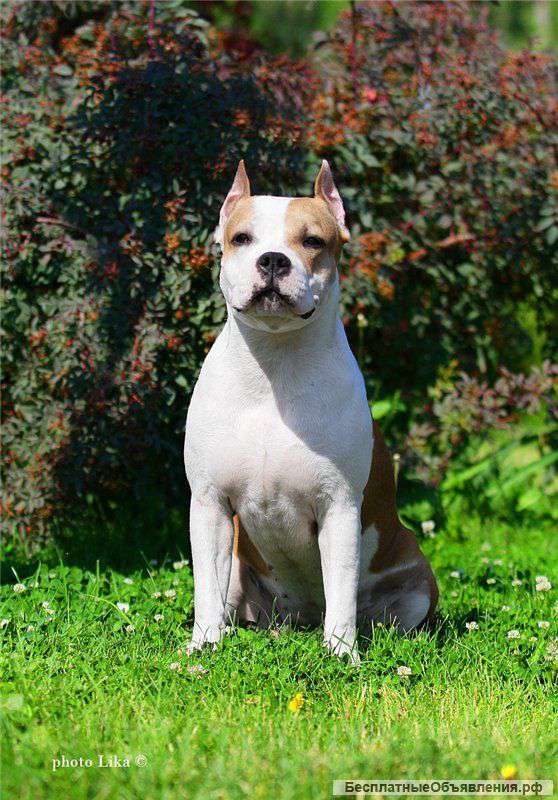 Перспективные щенки ам стафф терьера