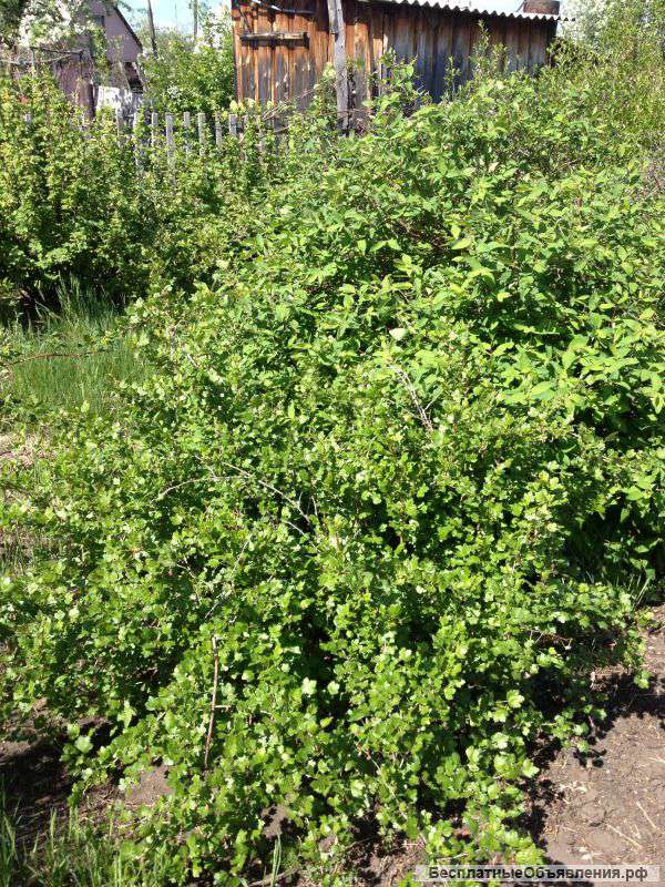 6 соток на берегу Иртыша с. Розовка