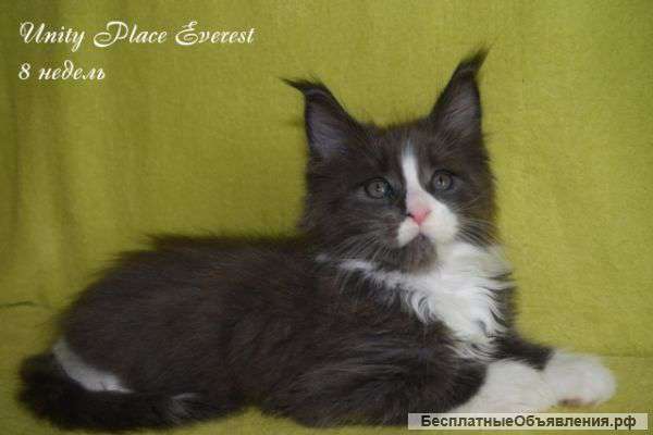 Кот мейн кун Эверест