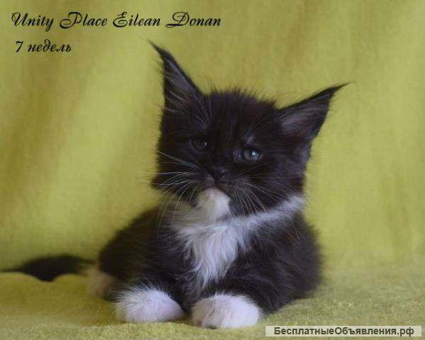 Шоу-котик мейн кун Эйлен Донан