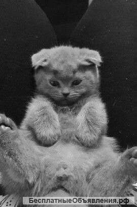 Котята плюшевые британские