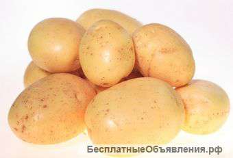 Картофель молодой