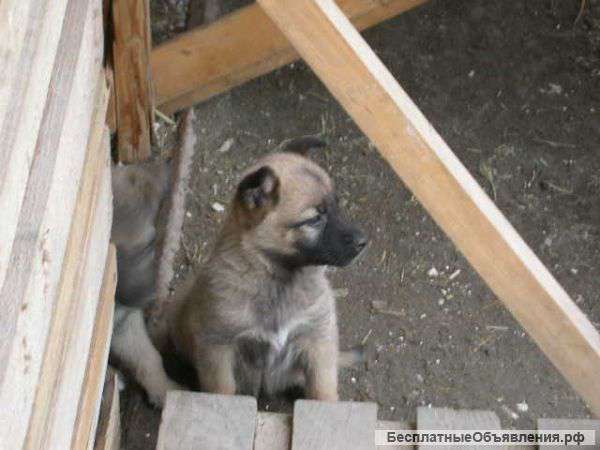 Отдам в хорошие руки