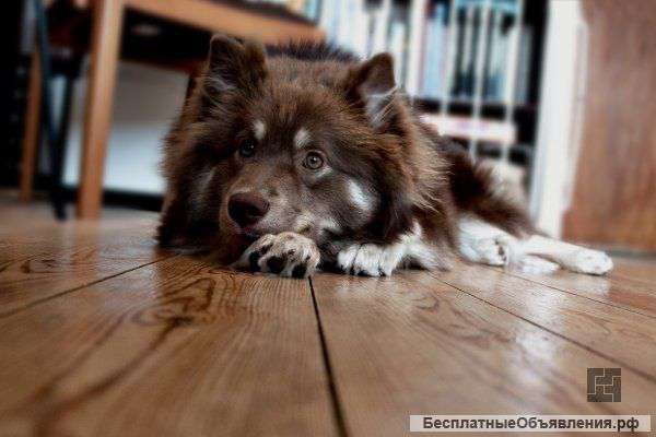 Качественная Укладка Ламината-110руб Поклейка Обоев-100руб