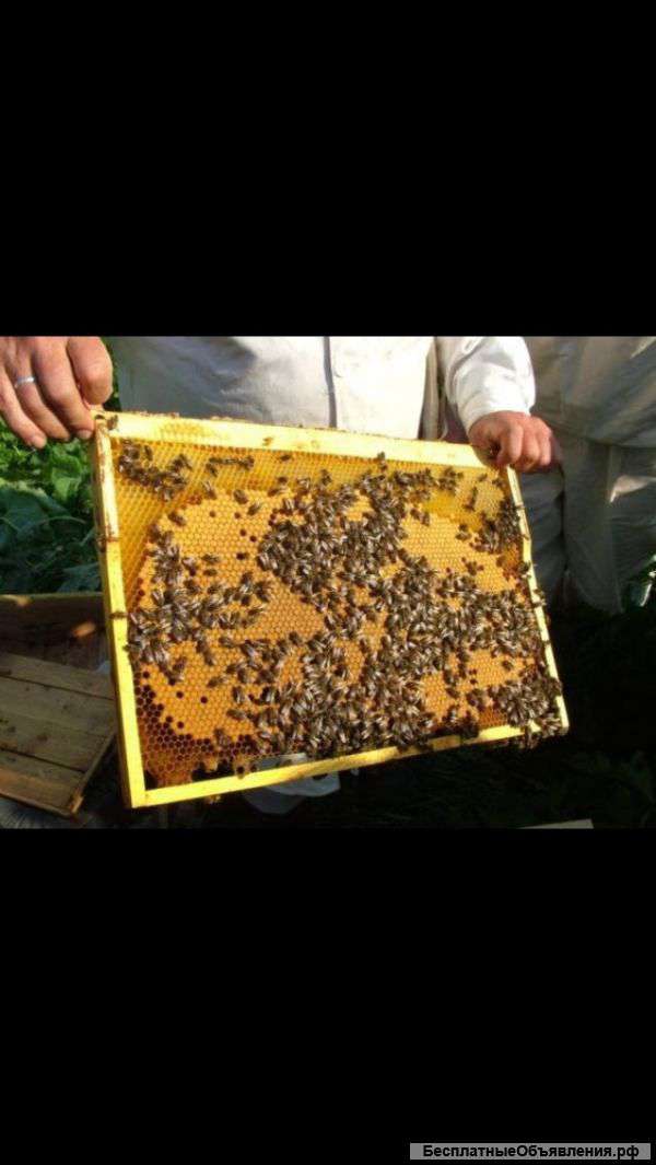 Пчелосемьи