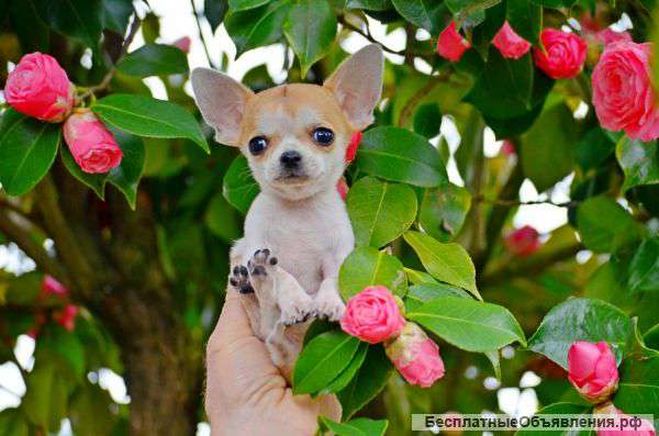 Чихуахуа,супер мини,эксклюзив