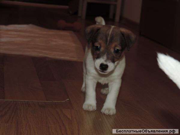 Джек Рассел терьер
