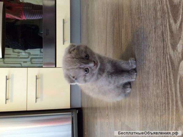 Британку вислоухую