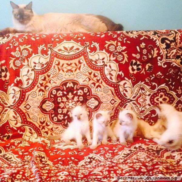 Очаровательные тайцы