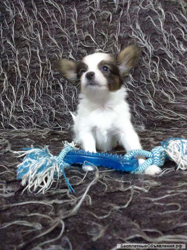 Папийон щенки