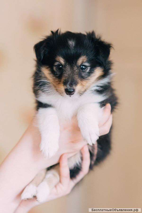 Щенок шелти (девочка)
