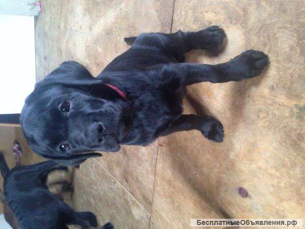 Черные щенки лабрадора