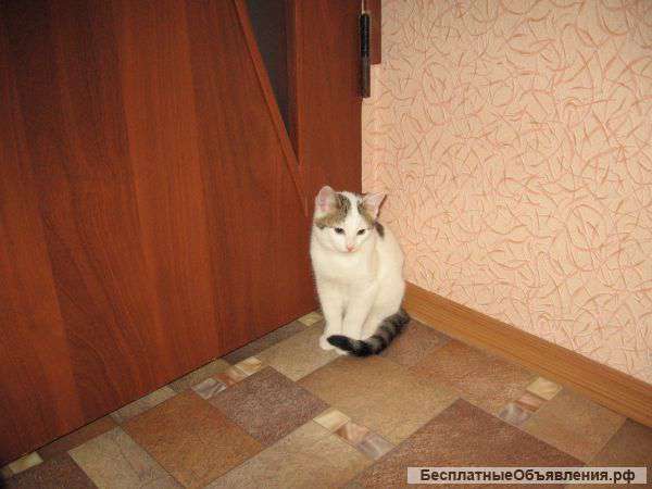 Отдам в добрые руки