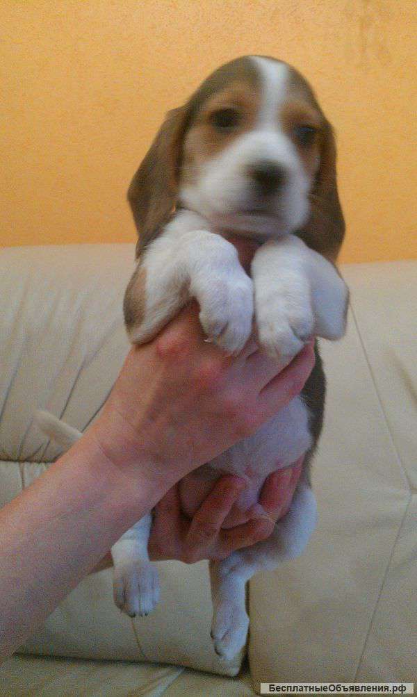 Биглики щеночки