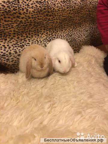 Карликовый кролик с большой клеткой и родословной