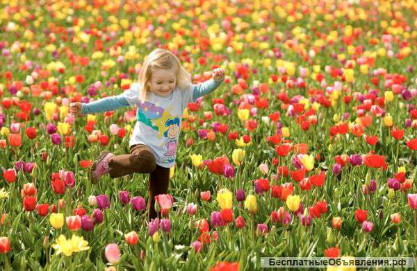 Тюльпан оптом