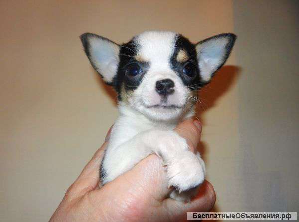 Чихуахуа щенок