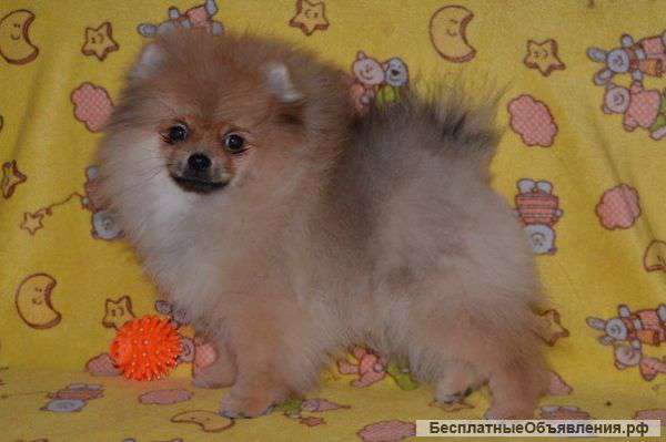 Щенки шпица 4 месяца