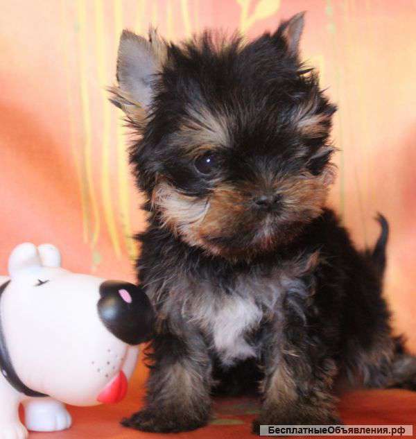 Йоркширский терьер мини курносики