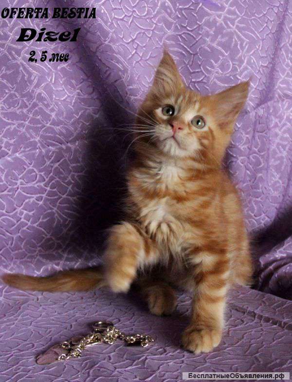 Котята из питомника "OFERTA BESTIA"