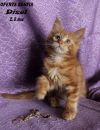 Котята из питомника "OFERTA BESTIA"