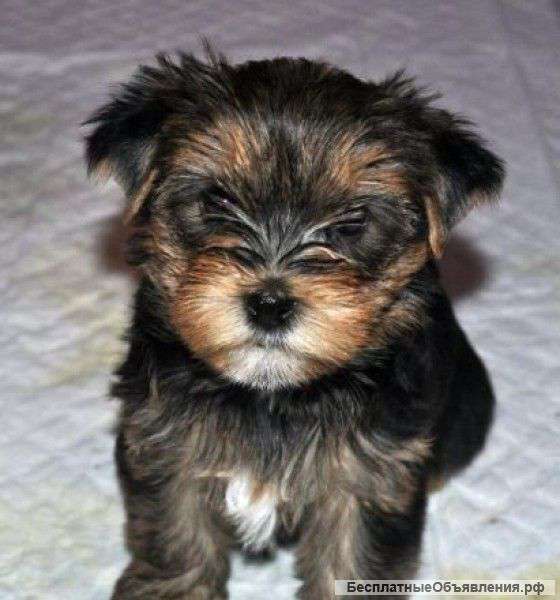 Йоркширкского терьера