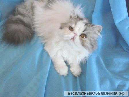 Кошка персидская ищет дом