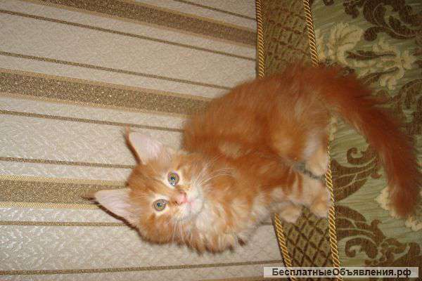 Рыжий котенок мейнкун