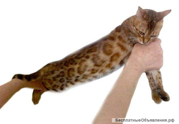 Бенгальская кошка