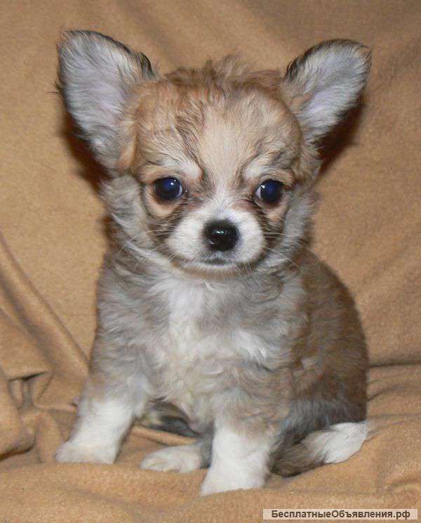 Щенки чихуахуа
