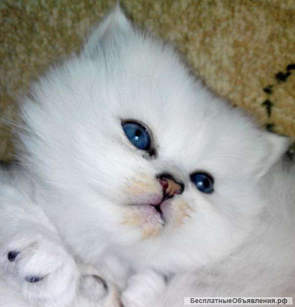 Персидская серебристая шиншилла