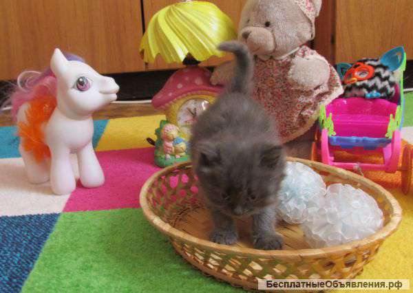 Отдам котят в добрые руки