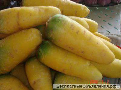 Желтая морковь узбекская