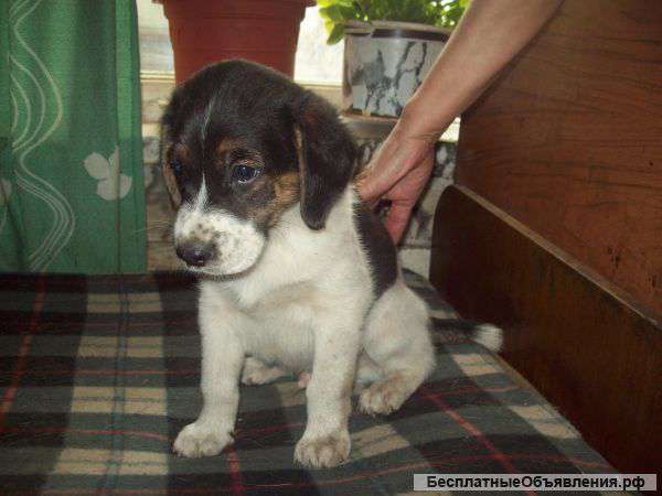 Отдам щенков сеттера 1,5 месяца