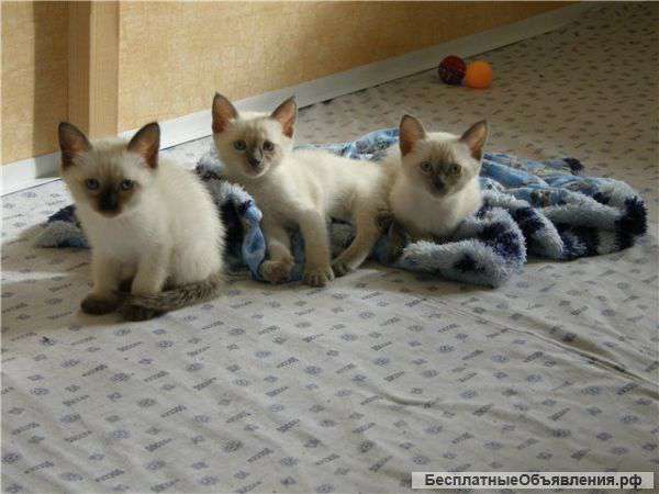 Котят сиамской породы - мальчика и девочку