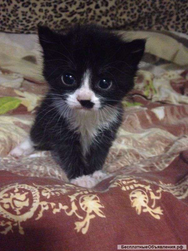 Котенок в добрые руки